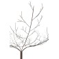 Árvore nua em metal castanho 255x255x250 cm Árvore nua em metal castanho 255x255x250 cm