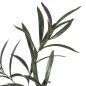Pianta Decorativa PEVA 30 X 25 X 72 CM