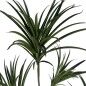 Plante décorative Caoutchouc polypropylène 90 X 90 X 220 CM
