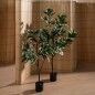 Plante décorative Caoutchouc polypropylène 50 x 50 x 120 cm