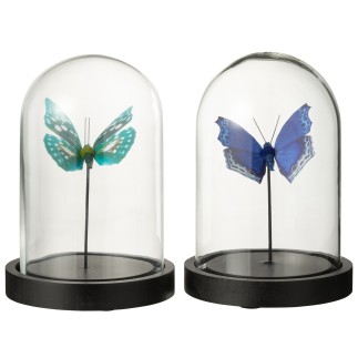 Mariposa en cloche de cristal transparente 11.5x11.5x16 cm