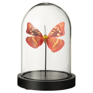 Mariposa en cloche de cristal transparente 11,5x11,5x16 cm