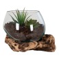 Vase sur branche bois en verre transparent 15x15x15 cm