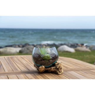 Vase sur branche bois en verre transparent 15x15x15 cm