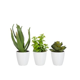 Conjunto de 3 plantas suculentas de plástico blanco - verde 11.5x11.5x21 cm