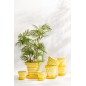 Macetero con platillo de cerámica amarillo 21 x 21 x 19 cm Macetero con platillo de cerámica amarillo 21 x 21 x 19 cm