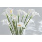 Bouquet de 8 calla lily artificiel en plastique blanc 20x11x37 cm Bouquet de 8 calla lily artificiel en plastique blanc 20x11x37 cm