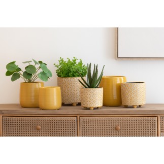 Pilea peperomioides en maceta de plástico verde de 11x11x29 cm