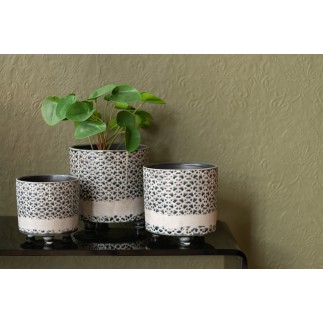 Pilea peperomioides en pot en plastique vert 11x11x29 cm
