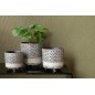 Pilea peperomioides en pot en plastique vert 11x11x29 cm Pilea peperomioides en pot en plastique vert 11x11x29 cm