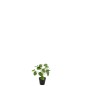 Pilea peperomioides en pot en plastique vert 11x11x29 cm Pilea peperomioides en pot en plastique vert 11x11x29 cm