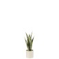 Vaso di sansevieria artificiale in plastica verde 8x8x28 cm
Vaso di sansevieria artificiale in plastica verde 8x8x28 cm