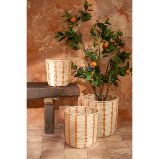 Arancio in vaso di plastica verde 60x48x130 cm