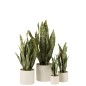 Vaso di sansevieria artificiale in plastica verde 16x16x59 cm
Vaso di sansevieria artificiale in plastica verde 16x16x59 cm