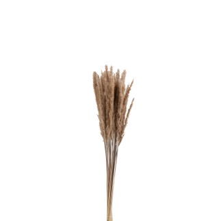Pennisetum naturale essiccato marrone 82 cm