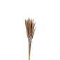 Pennisetum naturale essiccato marrone 82 cm Pennisetum naturale essiccato marrone 82 cm
