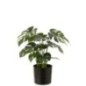 Monstera en polyéthylène vert 43x11,5x12,5 cm Monstera en polyéthylène vert 43x11,5x12,5 cm