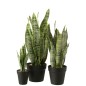 Dracaena trifasciata artificial en maceta verde 27 x 23 x 55 cm Dracaena trifasciata artificial en maceta verde 27 x 23 x 55 cm