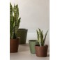 Dracaena trifasciata artificial em vaso verde 27x23x55 cm Dracaena trifasciata artificial em vaso verde 27x23x55 cm