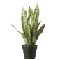 Dracaena trifasciata artificial em vaso verde 27x23x55 cm Dracaena trifasciata artificial em vaso verde 27x23x55 cm