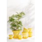 Macetero con platillo de cerámica amarillo 27 x 27 x 25 cm Macetero con platillo de cerámica amarillo 27 x 27 x 25 cm