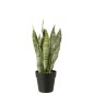 Dracaena trifasciata artificiale in vaso verde 26x26x47 cm Dracaena trifasciata artificiale in vaso verde 26x26x47 cm