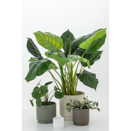 Pothos en pot en plastique vert 50x50x70 cm