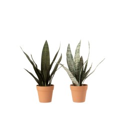 Sansevieria + maceta material sintético verde/terracota surtido de 2 Alt. 50 cm