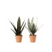 Set de 2 plantes artificielles en Plastique Vert 14x14x50cm Set de 2 plantes artificielles en Plastique Vert 14x14x50cm