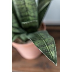 Set de 2 plantes artificielles en Plastique Vert 14x14x50cm
