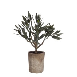 Olivier dans pot en plastique vert 17x13x33 cm