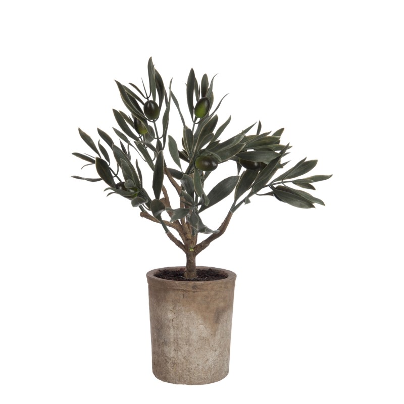 Olivier dans pot en plastique vert 17x13x33 cm