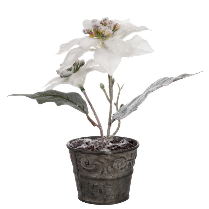Poinsettia  en plastique blanc dans pot 10x10x19 cm