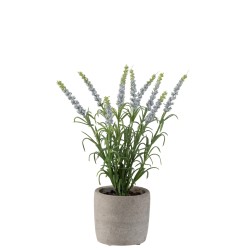 Lavande dans pot en plastique mauve 9x9x28cm