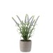 Lavande dans pot en plastique mauve 9x9x28cm
