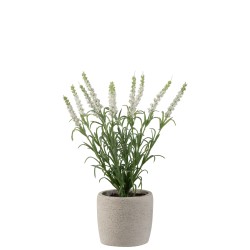 Lavande dans pot en plastique blanc 9x9x28cm