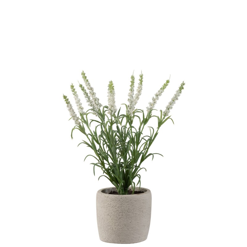 Lavande dans pot en plastique blanc 9x9x28cm