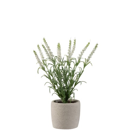 Lavande dans pot en plastique blanc 9x9x28cm