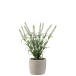 Lavande dans pot en plastique blanc 9x9x28cm Lavande dans pot en plastique blanc 9x9x28cm