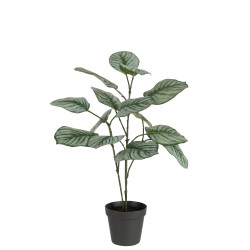 Calathee dans pot noir en plastique vert 12.5x12.5x63 cm