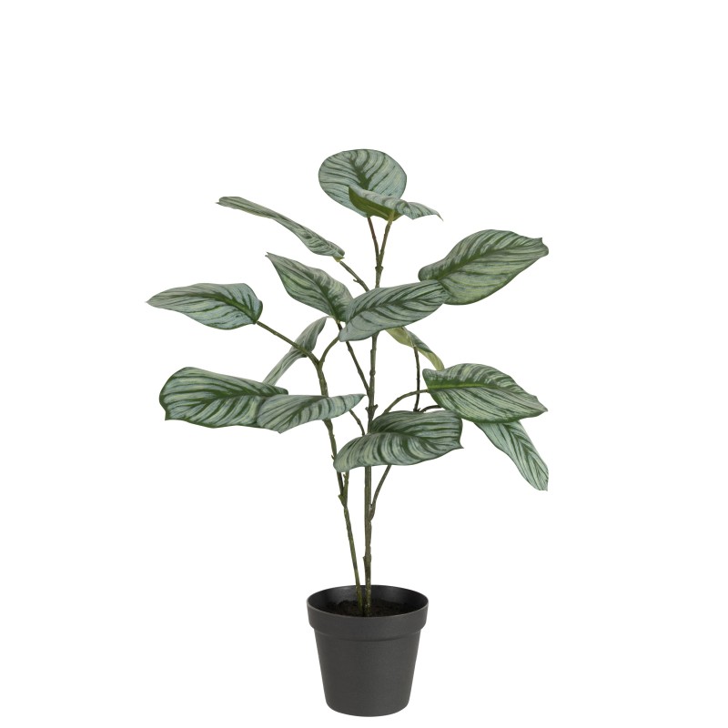 Calathee dans pot noir en plastique vert 12.5x12.5x63 cm