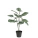Calathee dans pot noir en plastique vert 12.5x12.5x63 cm Calathee dans pot noir en plastique vert 12.5x12.5x63 cm