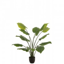 Tarot sauvage dans pot en plastique vert 60x60x123 cm