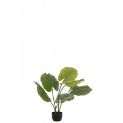 Tarot sauvage dans pot en plastique vert 23x16x78 cm