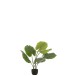 Tarot sauvage dans pot en plastique vert 23x16x78 cm Tarot sauvage dans pot en plastique vert 23x16x78 cm