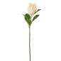 Branche de protea en plastique crème 21x10x67 cm Branche de protea en plastique crème 21x10x67 cm